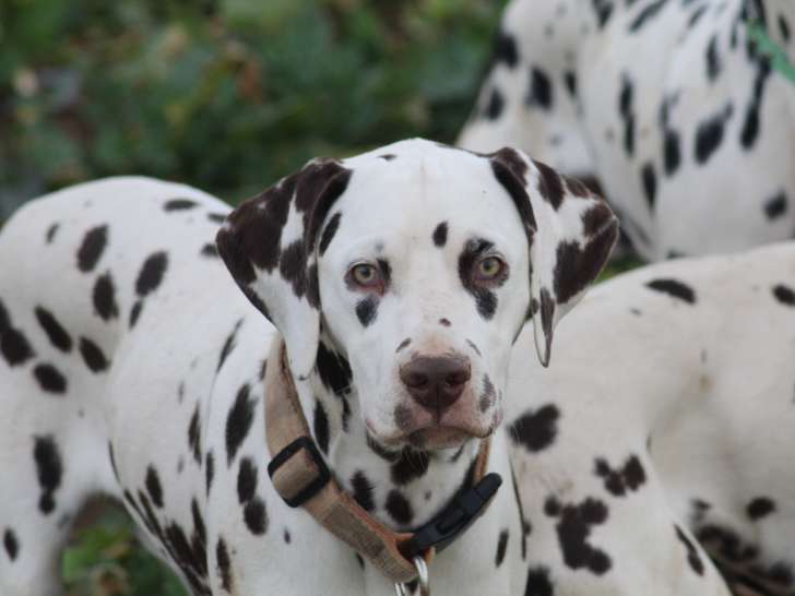 Jeune mâle Dalmatien LOF à vendre