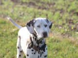 Jeune m&acirc;le Dalmatien LOF &agrave; vendre