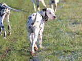 Jeune m&acirc;le Dalmatien LOF &agrave; vendre