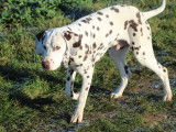 Jeune m&acirc;le Dalmatien LOF &agrave; vendre