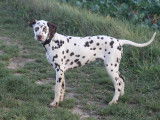Jeune m&acirc;le Dalmatien LOF &agrave; vendre