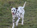 Jeune m&acirc;le Dalmatien LOF &agrave; vendre