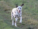 Jeune m&acirc;le Dalmatien LOF &agrave; vendre