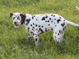 Jeune m&acirc;le Dalmatien LOF &agrave; vendre