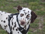 Jeune mâle Dalmatien LOF à vendre