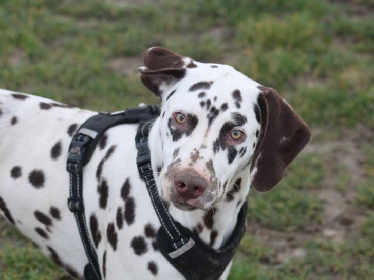 Jeune mâle Dalmatien LOF à vendre
