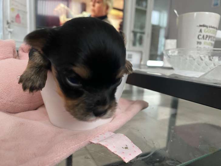 Chiots Yorkshire toy à vendre