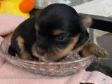 Chiots Yorkshire toy à vendre