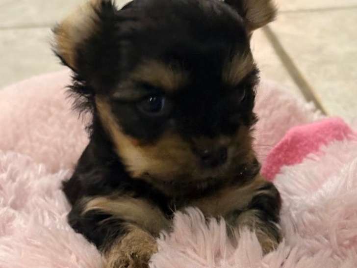 Chiots Yorkshire toy à vendre