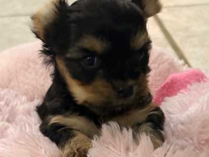 Chiots Yorkshire toy à vendre