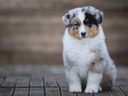 Chiots Berger Australien inscrits au LOF et s&eacute;lectionn&eacute;s &agrave; vendre