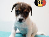 Chiots Jack Russell &agrave; vendre