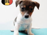 Chiots Jack Russell &agrave; vendre