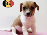 Chiots Jack Russell &agrave; vendre