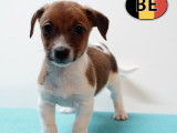Chiots Jack Russell &agrave; vendre