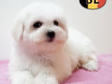 Chiots Bichon Maltais doux et &eacute;l&eacute;gants &agrave; vendre