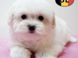 Chiots Bichon Maltais doux et &eacute;l&eacute;gants &agrave; vendre
