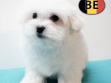 Chiots Bichon Maltais doux et &eacute;l&eacute;gants &agrave; vendre