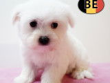 Chiots Bichon Maltais doux et &eacute;l&eacute;gants &agrave; vendre