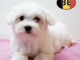 Chiots Bichon Maltais doux et &eacute;l&eacute;gants &agrave; vendre