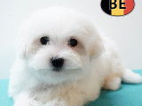Chiots Bichon Maltais doux et &eacute;l&eacute;gants &agrave; vendre