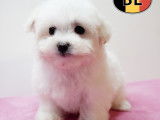 Chiots Bichon Maltais doux et &eacute;l&eacute;gants &agrave; vendre