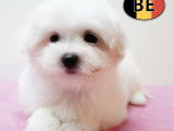 Chiots Bichon Maltais doux et &eacute;l&eacute;gants &agrave; vendre