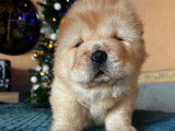 Plusieurs chiots Chow Chow disponibles
