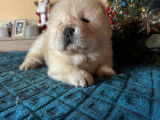 Plusieurs chiots Chow Chow disponibles
