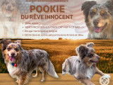 Pookie, m&acirc;le Berger Am&eacute;ricain Miniature disponible pour saillie