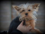 Chiot Yorkshire Terrier nain (Toy) &agrave; vendre