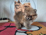 Chiots Spitz Nain Pom&eacute;ranien avec le pedigree Saint-Hubert &agrave; vendre