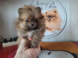 Chiots Spitz Nain Pom&eacute;ranien avec le pedigree Saint-Hubert &agrave; vendre