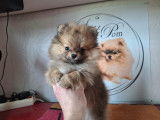 Chiots Spitz Nain Poméranien avec le pedigree Saint-Hubert à vendre