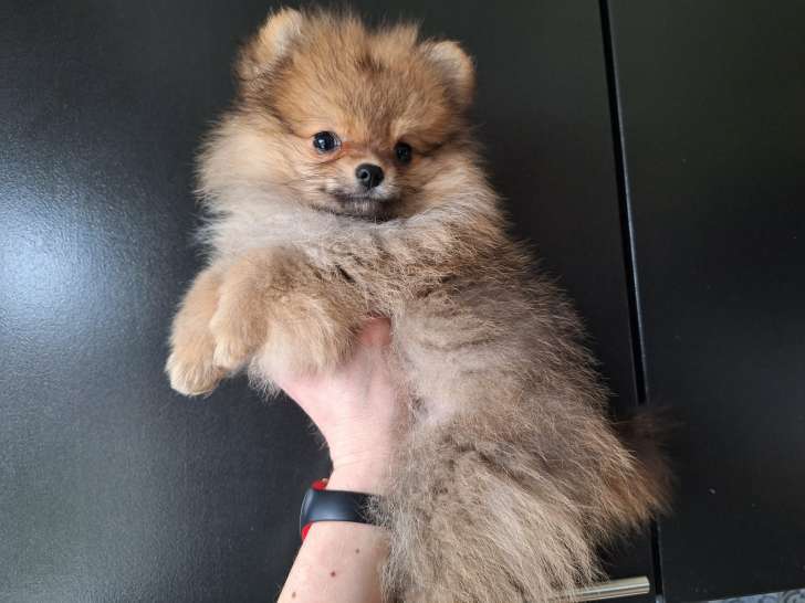 Chiots Spitz Nain Poméranien avec le pedigree Saint-Hubert à vendre