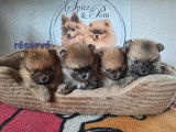 Chiots Spitz Nain Pom&eacute;ranien avec le pedigree Saint-Hubert &agrave; vendre