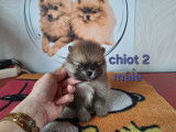 Chiots Spitz Nain Pom&eacute;ranien avec le pedigree Saint-Hubert &agrave; vendre