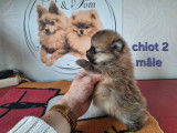 Chiots Spitz Nain Pom&eacute;ranien avec le pedigree Saint-Hubert &agrave; vendre