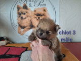 Chiots Spitz Nain Pom&eacute;ranien avec le pedigree Saint-Hubert &agrave; vendre