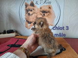 Chiots Spitz Nain Pom&eacute;ranien avec le pedigree Saint-Hubert &agrave; vendre