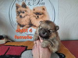 Chiots Spitz Nain Pom&eacute;ranien avec le pedigree Saint-Hubert &agrave; vendre
