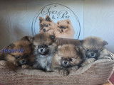 Chiots Spitz Nain Poméranien avec le pedigree Saint-Hubert à vendre