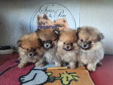 Chiots Spitz Nain Poméranien avec le pedigree Saint-Hubert à vendre