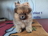 Chiots Spitz Nain Poméranien avec le pedigree Saint-Hubert à vendre