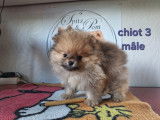 Chiots Spitz Nain Poméranien avec le pedigree Saint-Hubert à vendre