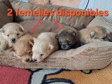Chiots Spitz Allemand Nain typ&eacute;s renard &agrave; vendre