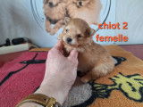Chiots Spitz Allemand Nain typ&eacute;s renard &agrave; vendre