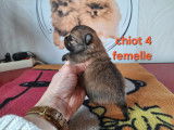 Chiots Spitz Allemand Nain typ&eacute;s renard &agrave; vendre