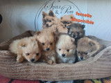 Chiots Spitz Allemand Nain typés renard à vendre