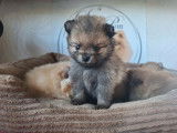 Chiots Spitz Allemand Nain typés renard à vendre